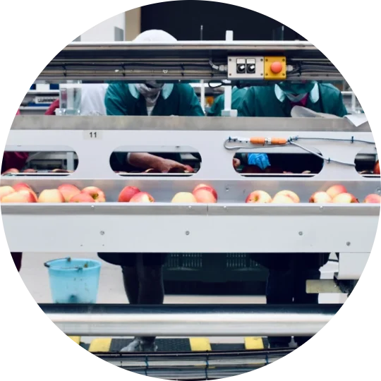 Factory workers sorting apples on a production line.